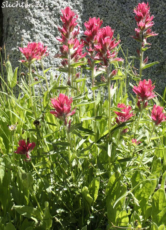 Alpine Paintbrush, Rhexia-leaved Paintbrush, Rocky Mountain Paintbrush: Castilleja rhexiifolia (Synonyms: Castilleja oregonensis, Castilleja rhexifolia, Castilleja septentrionalis var. rhexifolia, Castilleja wallowensis)