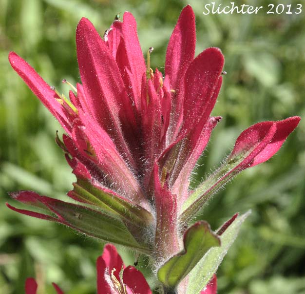 Inflorescence of Alpine Paintbrush, Rhexia-leaved Paintbrush, Rocky Mountain Paintbrush: Castilleja rhexiifolia (Synonyms: Castilleja oregonensis, Castilleja rhexifolia, Castilleja septentrionalis var. rhexifolia, Castilleja wallowensis)