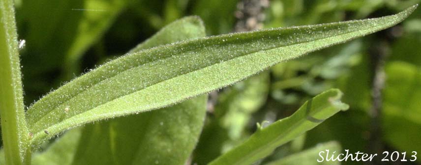 Stem leaf of Alpine Paintbrush, Rhexia-leaved Paintbrush, Rocky Mountain Paintbrush: Castilleja rhexiifolia (Synonyms: Castilleja oregonensis, Castilleja rhexifolia, Castilleja septentrionalis var. rhexifolia, Castilleja wallowensis)