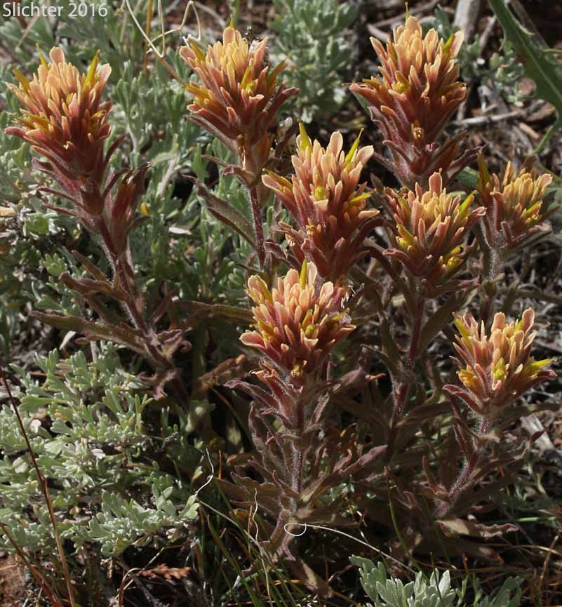 Sticky Indian Paintbrush: Castilleja viscidula (Synonyms: Castilleja applegatei, Castilleja magnistylis)