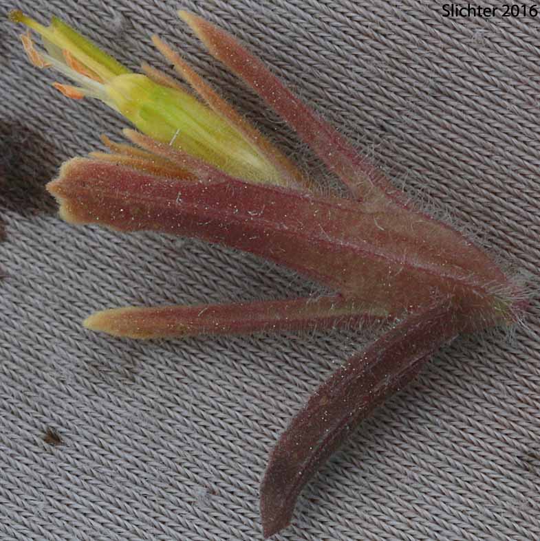 Inflorescence bract, corolla and calyx of Sticky Indian Paintbrush: Castilleja viscidula (Synonyms: Castilleja applegatei, Castilleja magnistylis)