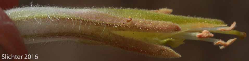 Close-up of the calyx and corolla of Sticky Indian Paintbrush: Castilleja viscidula (Synonyms: Castilleja applegatei, Castilleja magnistylis)