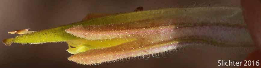 Close-up of the calyx and corolla of Sticky Indian Paintbrush: Castilleja viscidula (Synonyms: Castilleja applegatei, Castilleja magnistylis)