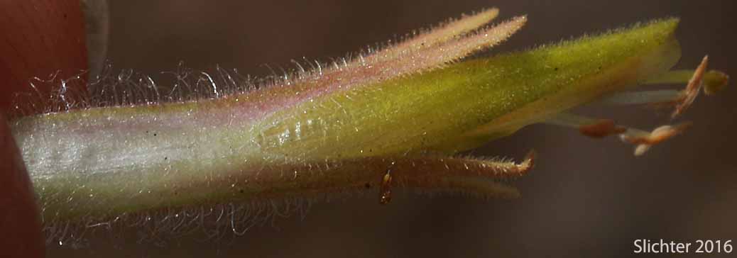 Close-up of the calyx and corolla of Sticky Indian Paintbrush: Castilleja viscidula (Synonyms: Castilleja applegatei, Castilleja magnistylis)