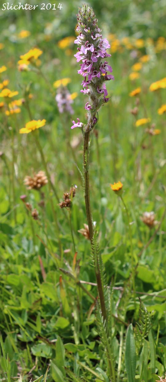 Little Elephantshead, Little Elephant Head, Little Elephant's Head: Pedicularis attollens (Synonyms: Elephantella attollens, Pedicularis attollens ssp. attollens, Pedicularis attollens ssp. protogyna, Pedicularis concinna)