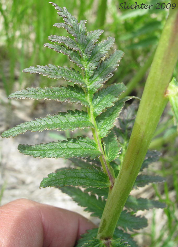 Stem leaf of bracted lousewort: Pedicularis bracteosa