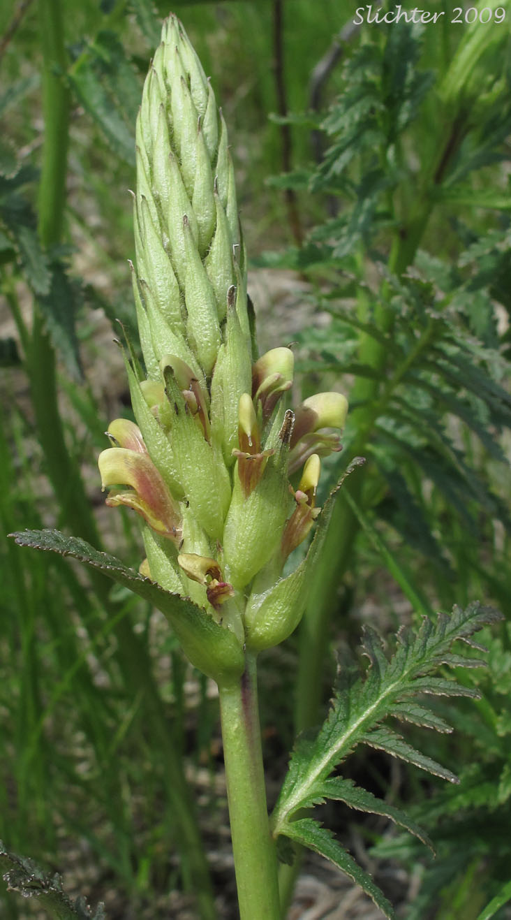 Bracted lousewort: Pedicularis bracteosa