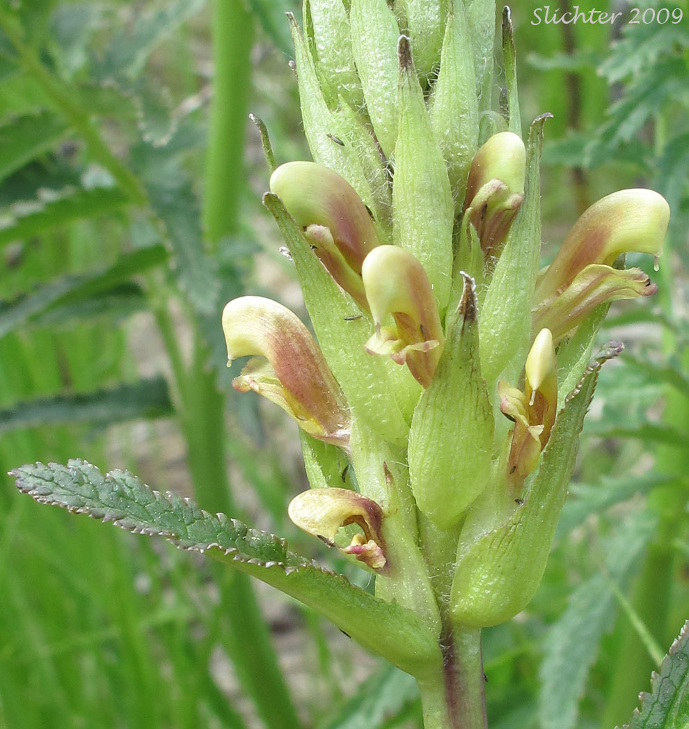 Bracted Lousewort: Pedicularis bracteosa