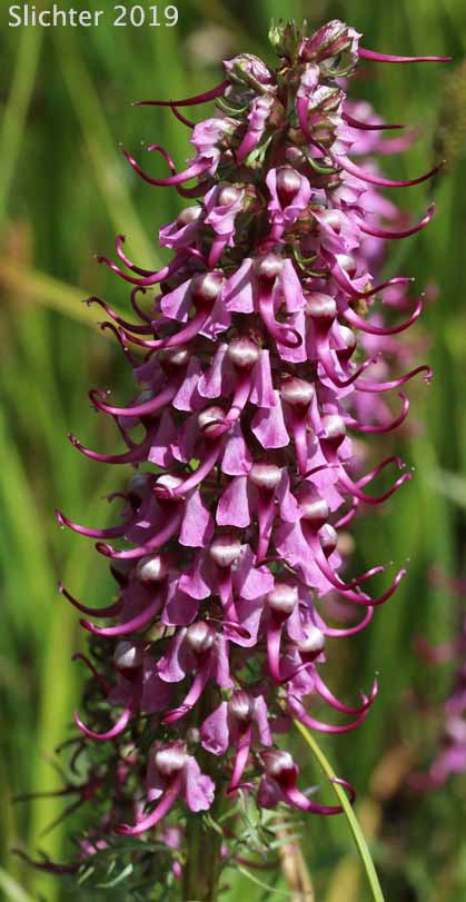 Bull Elephant's-head, Elephanthead Lousewort, Elephant's Head, Elephant's Head Pedicularis, Pink Elephant's Head: Pedicularis groenlandica (Synonyms: Elephantella groenlandica, Pedicularis groenlandica ssp. surrecta, Pedicularis groenlandica var. surrecta)