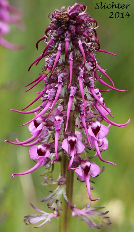 Inflorescence of Bull Elephant's-head, Elephanthead Lousewort, Elephant's Head, Elephant's Head Pedicularis, Pink Elephant's Head: Pedicularis groenlandica (Synonyms: Elephantella groenlandica, Pedicularis groenlandica ssp. surrecta, Pedicularis groenlandica var. surrecta)