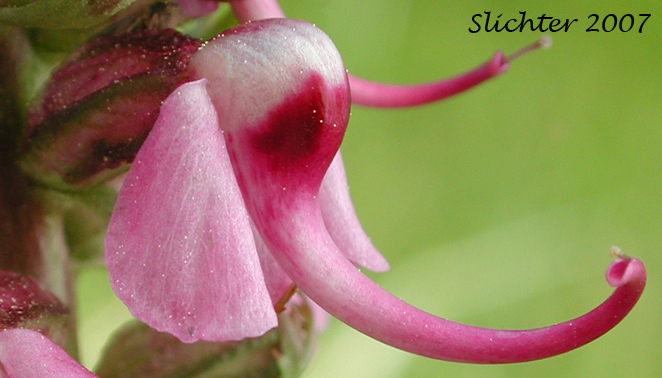 Close-up of a flower of Bull Elephant's-head, Elephanthead Lousewort, Elephant's Head, Elephant's Head Pedicularis, Pink Elephant's Head: Pedicularis groenlandica (Synonyms: Elephantella groenlandica, Pedicularis groenlandica ssp. surrecta, Pedicularis groenlandica var. surrecta)