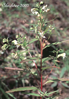 Leafy Lousewort, Sickletop Lousewort, White Sickletop Lousewort: Pedicularis racemosa (Synonyms: Pedicularis racemosa ssp. albida, Pedicularis racemosa ssp. alba, Pedicularis racemosa ssp. racemosa, Pedicularis racemosa var. alba, Pedicularis racemosa var. racemosa)