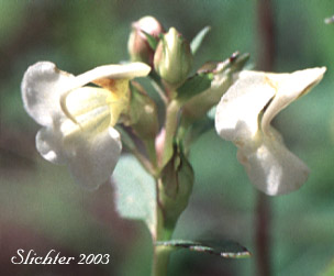 Leafy Lousewort, Sickletop Lousewort, White Sickletop Lousewort: Pedicularis racemosa (Synonyms: Pedicularis racemosa ssp. albida, Pedicularis racemosa ssp. alba, Pedicularis racemosa ssp. racemosa, Pedicularis racemosa var. alba, Pedicularis racemosa var. racemosa)