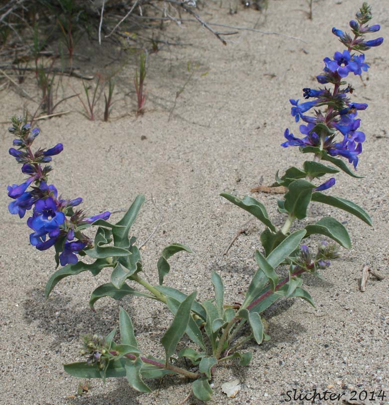 Sand Penstemon, Sand Dune Penstemon, Sharp-leaved Penstemon: Penstemon acuminatus var. acuminatus (Synonym: Penstemon attenuatus var. hyacinthinus)