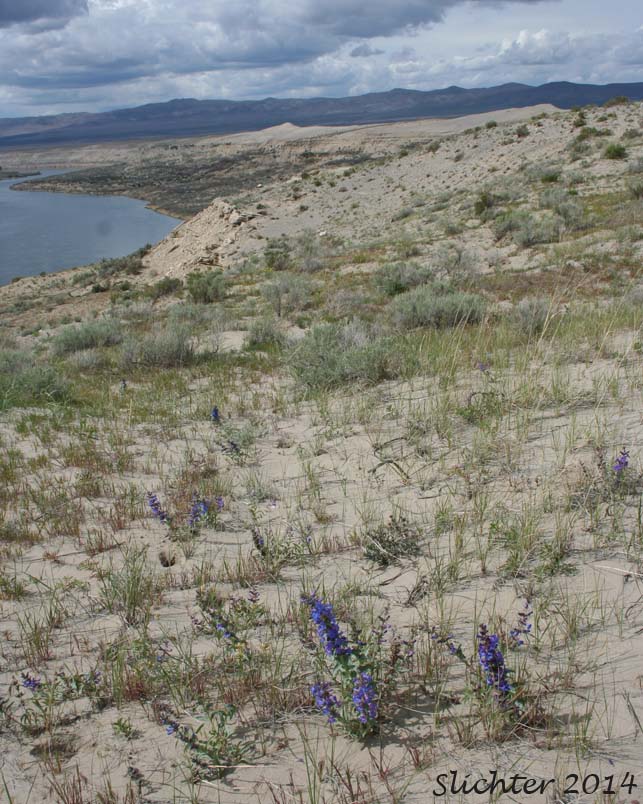 Habitat of Sand Penstemon, Sand Dune Penstemon, Sharp-leaved Penstemon: Penstemon acuminatus var. acuminatus (Synonym: Penstemon attenuatus var. hyacinthinus)