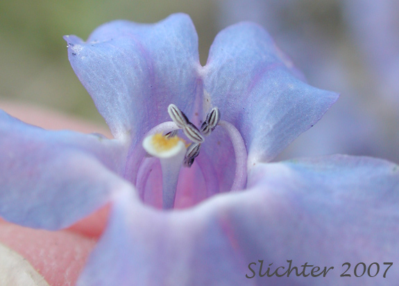 Anthers of Sand Penstemon, Sand Dune Penstemon, Sharp-leaved Penstemon: Penstemon acuminatus var. acuminatus (Synonym: Penstemon attenuatus var. hyacinthinus)