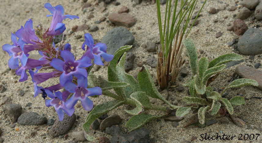 Sand Penstemon, Sand Dune Penstemon, Sharp-leaved Penstemon: Penstemon acuminatus var. acuminatus (Synonym: Penstemon attenuatus var. hyacinthinus)