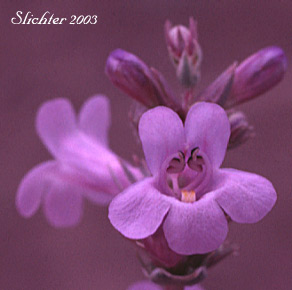 Close-up of the flowers of Sand Penstemon, Sharpleaf Penstemon, Sharp-leaved Penstemon: Penstemon acuminatus var. latebracteatus