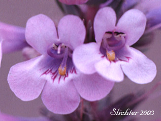 Close-up of the flowers of Sand Penstemon, Sharpleaf Penstemon, Sharp-leaved Penstemon: Penstemon acuminatus var. latebracteatus