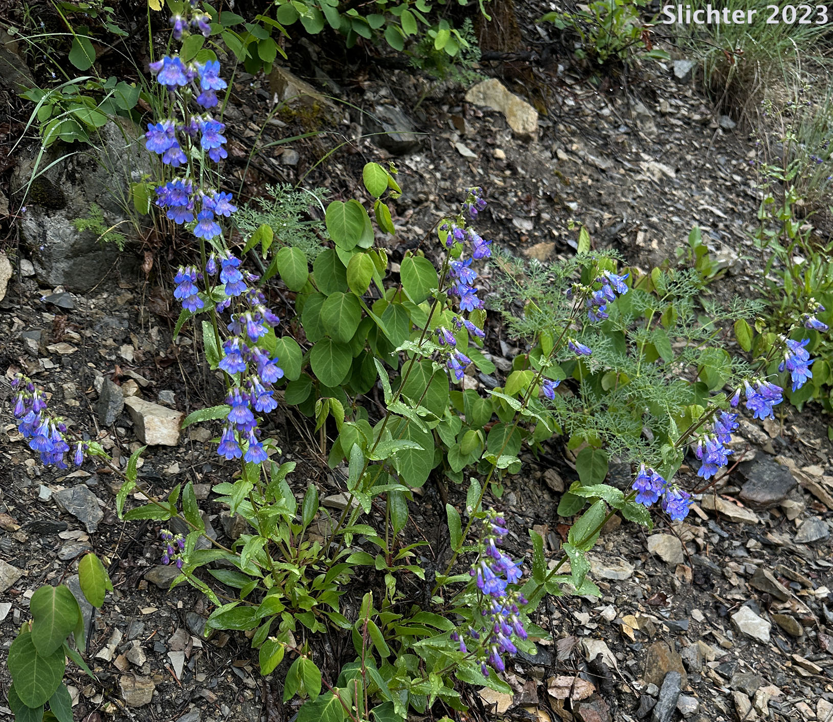 Alberta Beardtongue, Alberta Penstemon: Penstemon albertinus