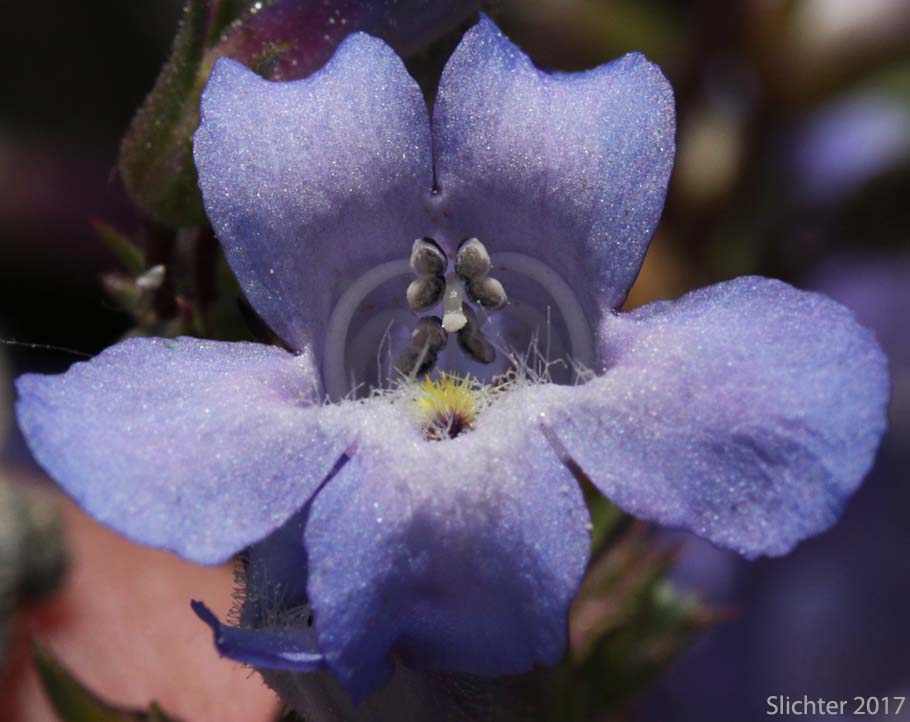 Sulphur Penstemon, Taper-leaved Penstemon: Penstemon attenuatus var. attenuatus (Synonym: Penstemon attenuatus ssp. attenuatus)