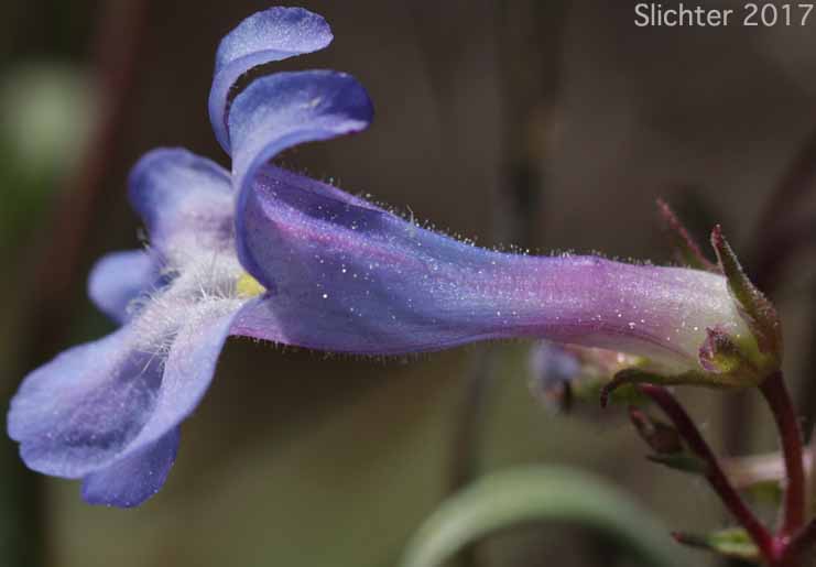 Sulphur Penstemon, Taper-leaved Penstemon: Penstemon attenuatus var. attenuatus (Synonym: Penstemon attenuatus ssp. attenuatus)