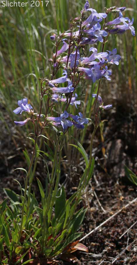 Sulphur Penstemon, Taper-leaved Penstemon: Penstemon attenuatus var. attenuatus (Synonym: Penstemon attenuatus ssp. attenuatus)
