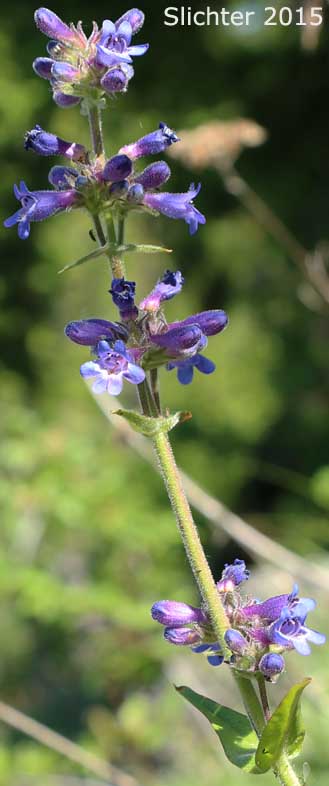 Sulphur Penstemon, Taper-leaved Penstemon: Penstemon attenuatus var. attenuatus (Synonym: Penstemon attenuatus ssp. attenuatus)