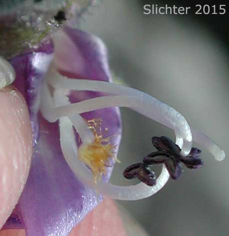 Floral parts of Sulphur Penstemon, Taper-leaved Penstemon: Penstemon attenuatus var. attenuatus (Synonym: Penstemon attenuatus ssp. attenuatus)