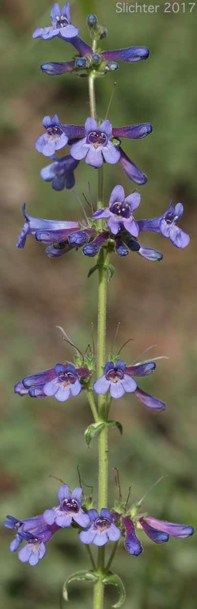 Inflorescence of Sulphur Penstemon, Taper-leaved Penstemon: Penstemon attenuatus var. attenuatus (Synonym: Penstemon attenuatus ssp. attenuatus)
