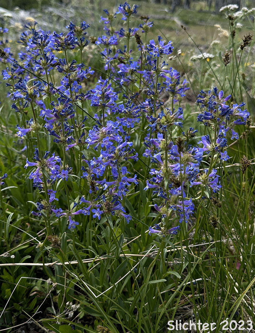 Sulphur Penstemon, Taper-leaved Penstemon: Penstemon attenuatus var. attenuatus (Synonym: Penstemon attenuatus ssp. attenuatus)