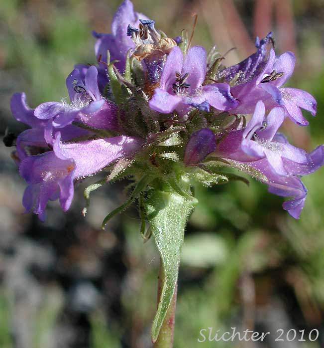 Inflorescence of Sulphur Penstemon, Taper-leaved Penstemon: Penstemon attenuatus var. attenuatus