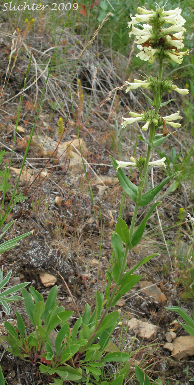 Sulphur Penstemon, Taper-leaved Penstemon: Penstemon attenuatus var. attenuatus
