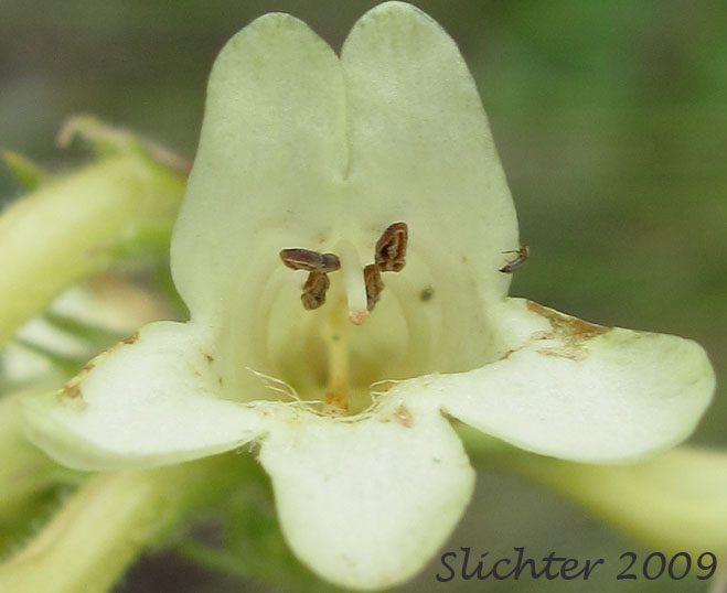 Frontal view of corolla (with anthers visible) Sulphur Penstemon, Taper-leaved Penstemon: Penstemon attenuatus var. attenuatus