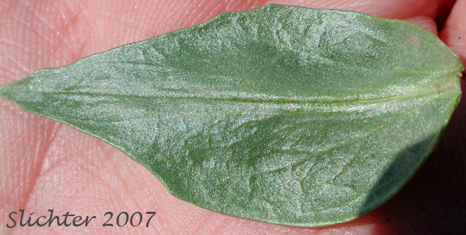 Stem leaf of Sulphur Penstemon, Taper-leaved Penstemon: Penstemon attenuatus var. attenuatus