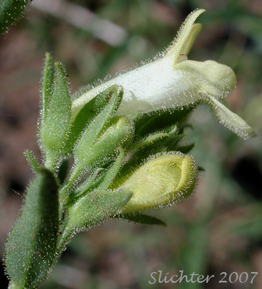 Calyx and corolla of Sulphur Penstemon, Taper-leaved Penstemon: Penstemon attenuatus var. attenuatus