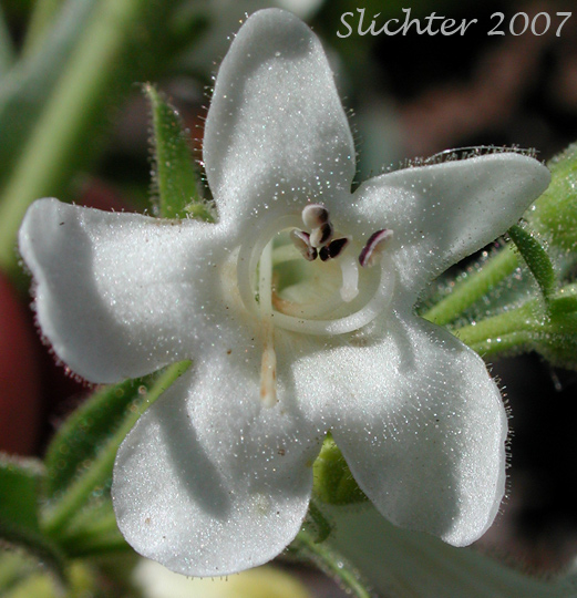 Corolla of Sulphur Penstemon, Taper-leaved Penstemon: Penstemon attenuatus var. attenuatus