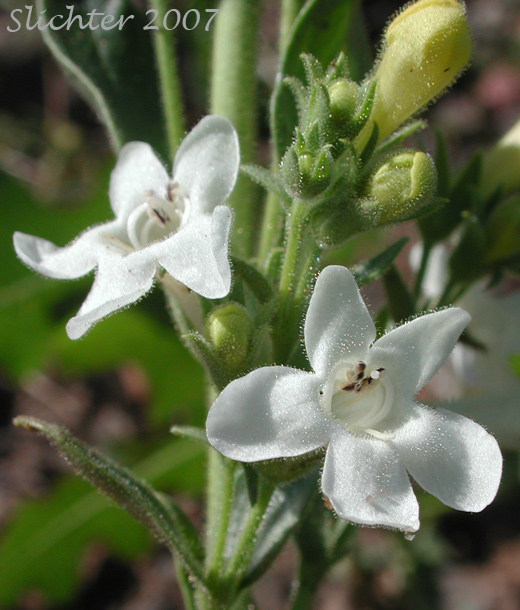 White-flowered form of Sulphur Penstemon, Taper-leaved Penstemon: Penstemon attenuatus var. attenuatus