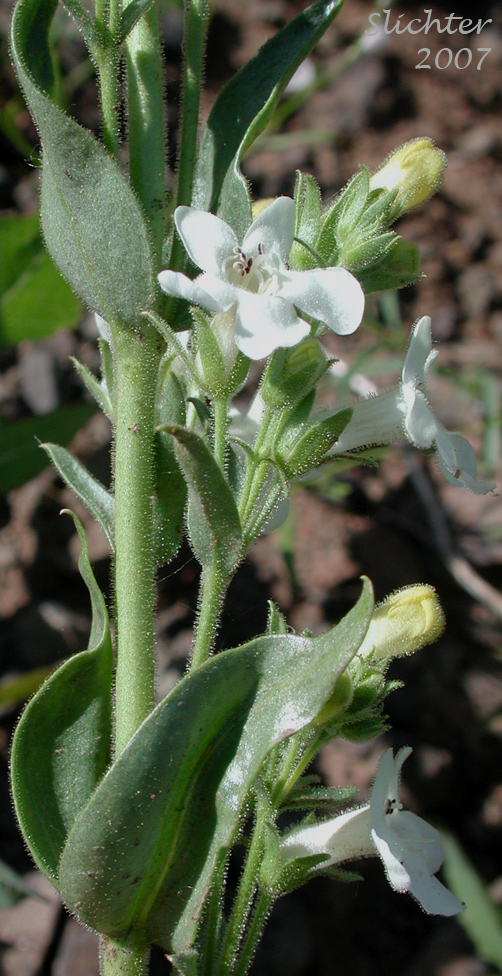 Inflorescence of Sulphur Penstemon, Taper-leaved Penstemon: Penstemon attenuatus var. attenuatus