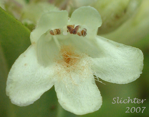Close-up view of the mouth of the corolla of Sulphur Penstemon, Taper-leaved Penstemon: Penstemon attenuatus var. attenuatus