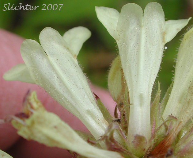 Dorsal view of corolla of Sulphur Penstemon, Taper-leaved Penstemon: Penstemon attenuatus var. attenuatus