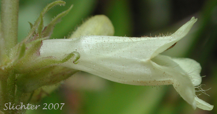Corolla of Sulphur Penstemon, Taper-leaved Penstemon: Penstemon attenuatus var. attenuatus