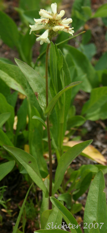 Sulphur Penstemon, Taper-leaved Penstemon: Penstemon attenuatus var. attenuatus