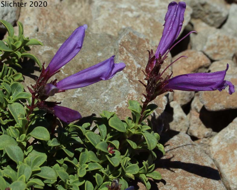 Davidson's Beardtongue, Davidson's Creeping Penstemon, Davidson's Penstemon: Penstemon davidsonii var. davidsonii (Synonyms: Penstemon menziesii ssp. davidsonii, Penstemon menziesii ssp. thompsonii)