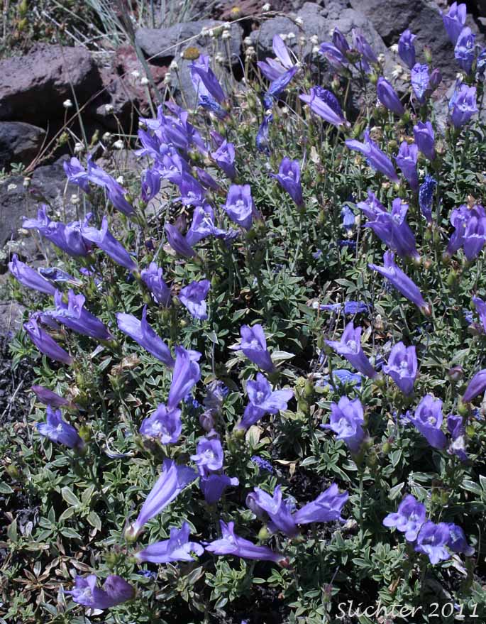Davidson's Late Penstemon, Timberline Beardtongue: Penstemon davidsonii var. praeteritus