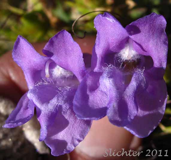 Frontal view of the corollas of Davidson's Late Penstemon, Timberline Beardtongue: Penstemon davidsonii var. praeteritus