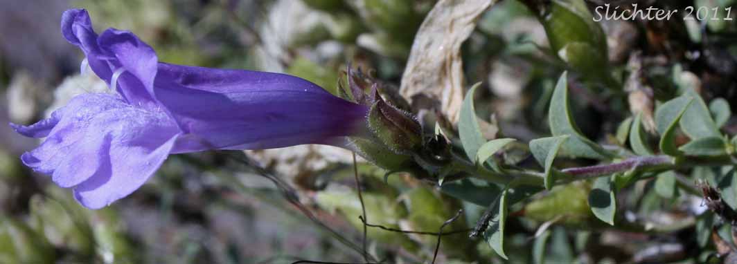 Flowers and stem leaves of Davidson's Late Penstemon, Timberline Beardtongue: Penstemon davidsonii var. praeteritus