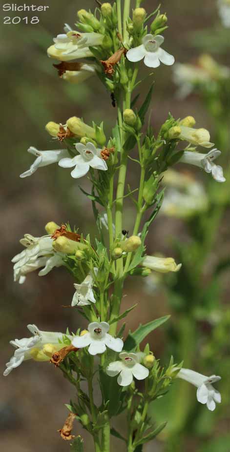 Hotrock Beardtongue, Hot-rock Penstemon, Scabland Penstemon: Penstemon deustus var. deustus (Synonym: Penstemon deustus ssp. deustus)