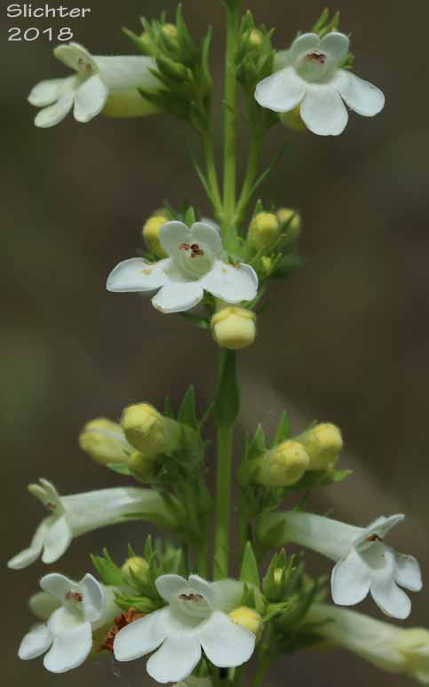 Hotrock Beardtongue, Hot-rock Penstemon, Scabland Penstemon: Penstemon deustus var. deustus (Synonym: Penstemon deustus ssp. deustus)