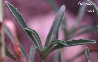 Stem leaves of Hotrock Penstemon, Scorched Penstemon: Penstemon deustus var. variabilis